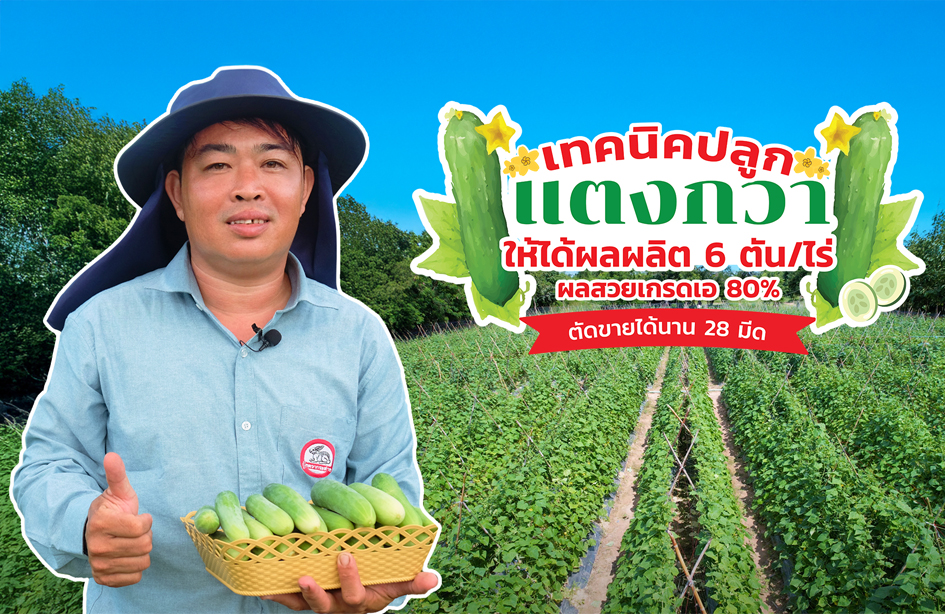เทคนิคปลูกแตงกวา ให้ได้ผลผลิต 6 ตัน/ไร่ ผลสวยเบอร์เอ 80% ตัดขายได้นาน 28 มีด