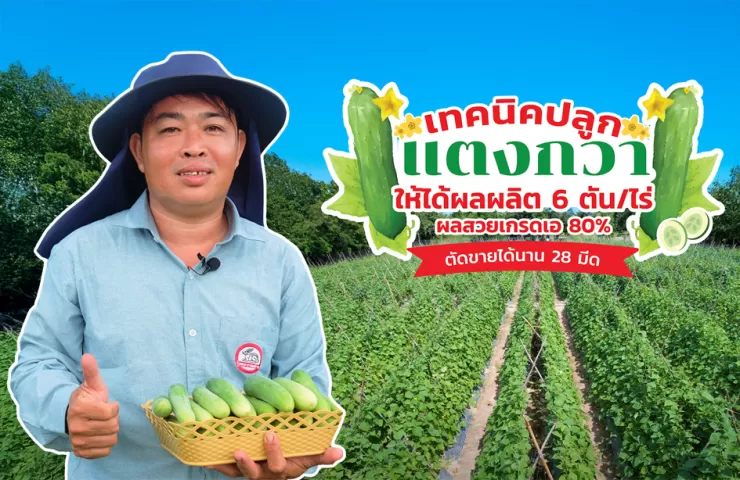 เทคนิคปลูกแตงกวา ให้ได้ผลผลิต 6 ตัน/ไร่ ผลสวยเบอร์เอ 80% ตัดขายได้นาน 28 มีด