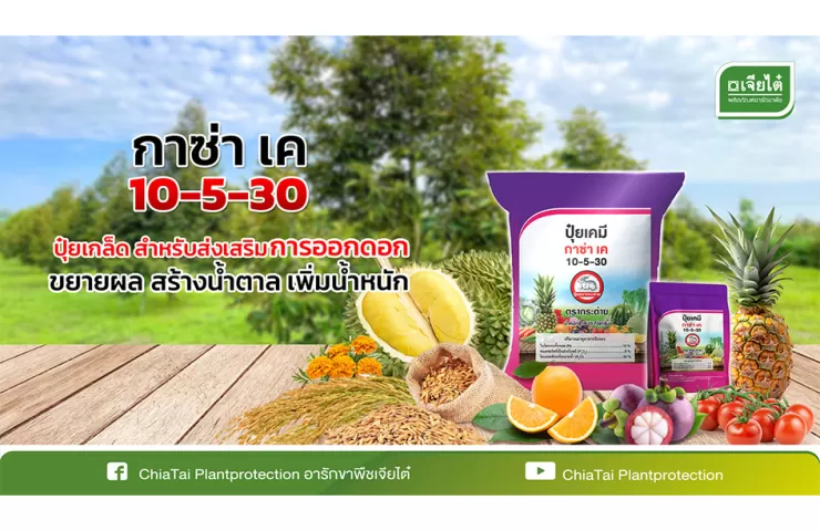 กาซ่า เค 10-5-30 ปุ๋ยเกล็ดสูตรกระตุ้นดอก ขยายผล สร้างน้ำตาล เพิ่มน้ำหนัก