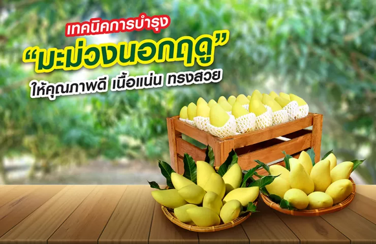 เทคนิคการบำรุง “มะม่วงนอกฤดู” ให้คุณภาพดี เนื้อแน่น ทรงสวย สร้างมูลค่าเพิ่มให้ผลผลิต
