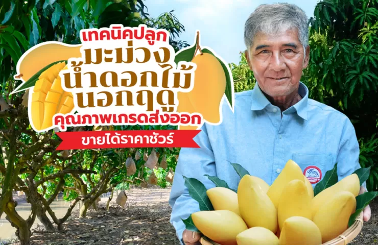 เทคนิคการปลูกมะม่วงน้ำดอกไม้นอกฤดู คุณภาพเกรดส่งออก เพิ่มมูลค่าการตลาด ขายได้ราคาชัวร์!