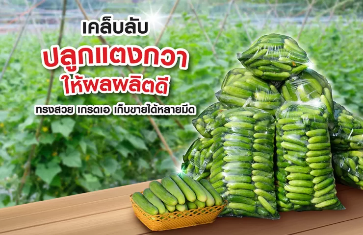 เคล็ดลับปลูกแตงกวา ให้ผลผลิตดี ทรงสวย เกรดเอ เก็บขายได้หลายมีด