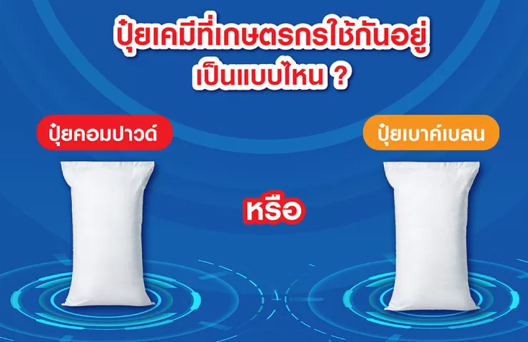 ปุ๋ยเคมีที่เกษตรกรใช้กันอยู่ เป็นแบบไหน ระหว่าง ปุ๋ยคอมปาวด์ (ปุ๋ยปั้นเม็ด) และปุ๋ยเบาค์เบลน (ปุ๋ย 3สี)