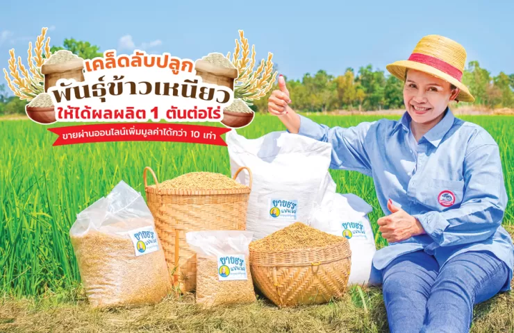แชร์เทคนิค! ปลูกพันธุ์ข้าวเหนียวให้ได้ผลผลิต 1 ตันต่อไร่ แบบฉบับเกษตรกรรู้จริงแดนอีสาน เพิ่มมูลค่าพันธุ์ข้าวเหนียวได้กว่า 10 เท่าด้วยการตลาดออนไลน์