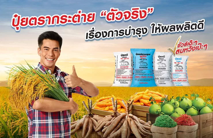 ปุ๋ยตรากระต่าย...ตัวจริง เรื่องการบำรุง ให้ผลผลิตดีชัวร์ เด๊ะ เด๊ะ สมหวัง เป๊ะ เป๊ะ