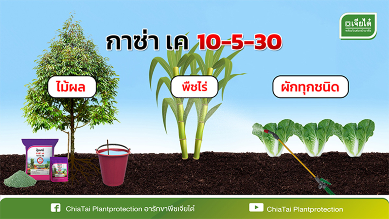 ในไม้ผล ใช้ อัตรา 300 กรัม/น้ำ 200 ลิตร