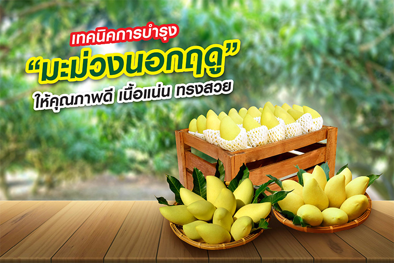 มะม่วงเป็นพืชเศรษฐกิจที่ได้รับความนิยมทั้งในประเทศและต่างประเทศ